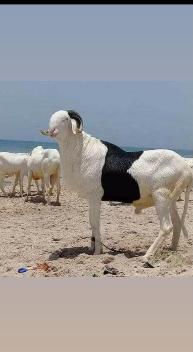 Moutons