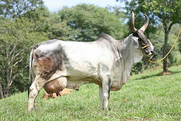 Vaches